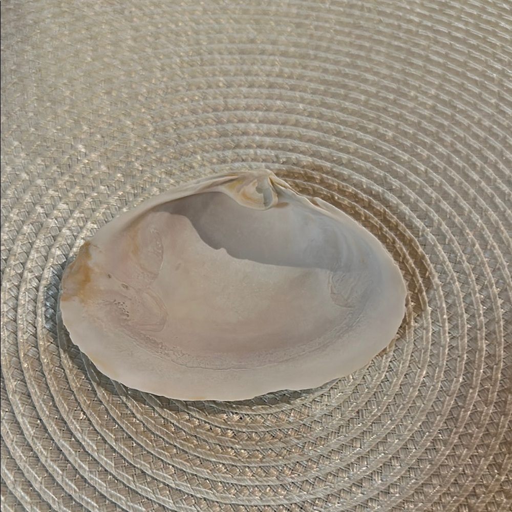 Natural Surf Clam Shell Trinket or Jewelry Dish